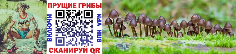 Галлюциногенные грибы Cubensis Новомосковск